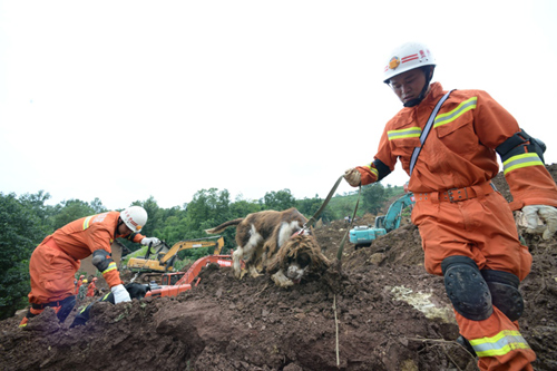 7月2日，消防隊員在貴州大方山體滑坡現場帶著搜救犬救援。記者從貴州大方山體滑坡搶險現場獲悉，截至當日8時，救援人員已搜救出27人，其中20人遇難，7人受傷，尚有3人失聯?，F場救援還在緊張進行中。7月1日凌晨5時30分許，由于持續強降雨，貴州省大方縣理化鄉偏坡村金星組發生山體滑坡災害，經初步核實，山體滑坡致使11戶30人被掩埋。新華社記者 楊楹 攝