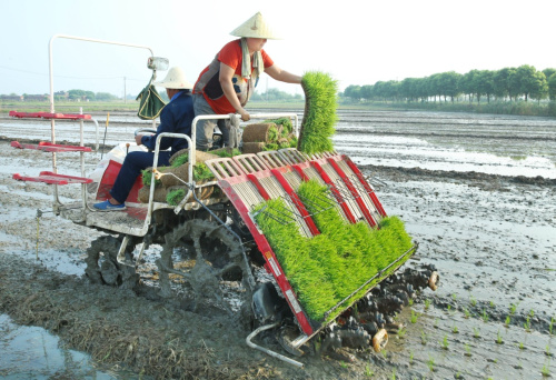 7月28日，江蘇宜興市楊巷鎮金紫村村民在補種水稻。7月初，江蘇省宜興市遭受水災，全市10多萬畝稻田被淹。災情發生后，宜興市農林局及時發布災后補種水稻指導意見，指導農民采取積極補救措施，盡量減少損失。目前，宜興市水稻補種工作已基本結束。新華社發（丁煥新 攝）