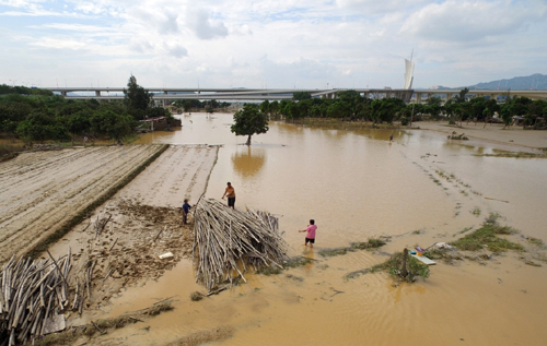 今年第14號臺風“莫蘭蒂”給福建多地帶來嚴重影響，9月18日，在福建省泉州市鯉城區浮橋街道蔬菜基地，菜農在被水淹的田間開展災后自救。