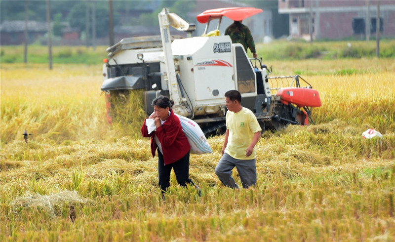 廣西欽州市康熙嶺鎮土地坪村群眾在地里忙碌